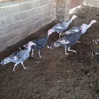 بقلمون|حیوانات مزرعه|گرگان, |دیوار