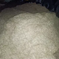 کاه گندم
