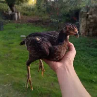 جوجه لاری|حیوانات مزرعه|صومعهسرا, |دیوار