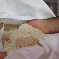 برنج مغان، شمال، نیم‌دانه، برداشت جدید