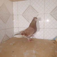 کبوتر غریب|حیوانات|رشت, معلولین|دیوار