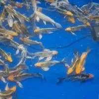 انواع ماهی کوی