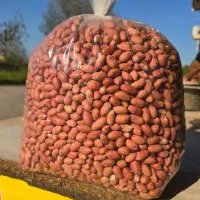 بادام زمینی آستانه اشرفیه 1404