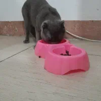 گربه نژاد اسکاتیش