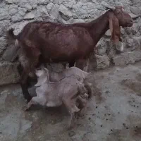 بز ماده با دو بزغاله پاکستانی