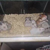 واگذاری رایگان ۷ تا همستر