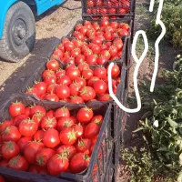 سرکارگر امور کشاورزی از صفر تا صد