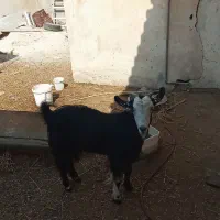 سلام یک عدد بز