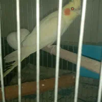 عروس هلندی ۶ ماهه