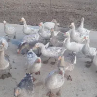 غازدورگه زیرقیمت|حیوانات مزرعه|بیرانوند, |دیوار