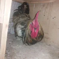 خروس سنگین سالم