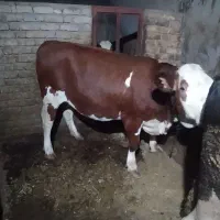 گاو|حیوانات مزرعه|دهگلان, |دیوار