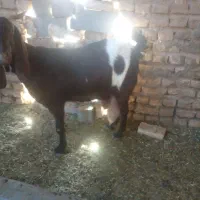 شیر بز|حیوانات مزرعه|تربت جام, کشتارگاه|دیوار