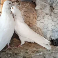 نروماده یکی ازیکی بهتر