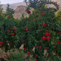 انار