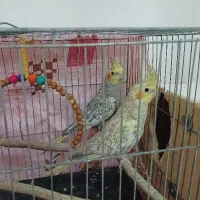 یک جفت عروس هلندی کنجدی