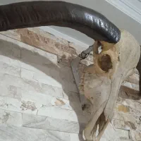 دیوار کوب گاو|مجسمه، تندیس، ماکت|تهران, آذری|دیوار