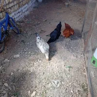 سلام مرغ تخم گذار بومی سه عدد