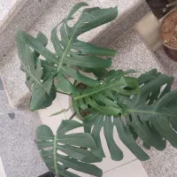 مانسترا برگ پهن