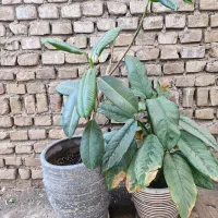 گل طبیعی قیمت مناسب