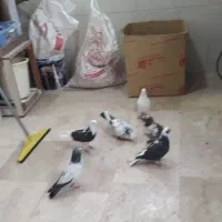 کبوتر غریب|حیوانات|زنجان, |دیوار