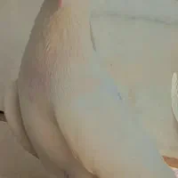 کفتر پرشی