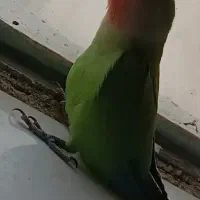 طوطی|پرنده|ایلام, |دیوار