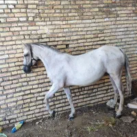 اسب مادیون کرد