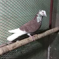 کفتر فروشی|پرنده|طبس, |دیوار