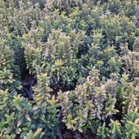 گل شمشاد مینیاتوری یا شمشاد نعنایی