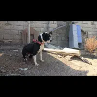 سگ پیتبول|سگ|اصفهان, باغ فردوس|دیوار