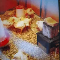 فروش مرغ زنده