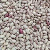 فروش بذر لوبیا چیتی