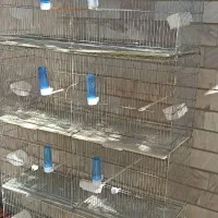 قفس هشت خان تا شو در حد نو