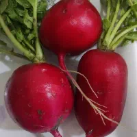 تربچه درشت آبدار تُرد و رسیده