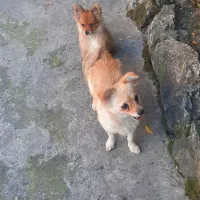 واگذاری دو عدد سگ یکی ماده یکی نر|سگ|رامسر, |دیوار