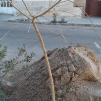 نهال ارزان قیمت