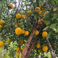 فروش عمده لیمو،یافا،تامسون|عمدهفروشی|جویبار, |دیوار