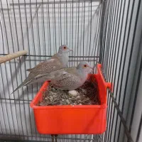 پرنده زینتی الماسی