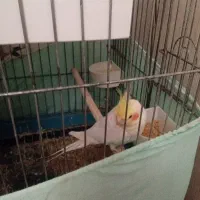 عروس هلندی سخنگو