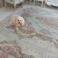 واگذاری آقا آرچی|سگ|رشت, احمد گوراب|دیوار