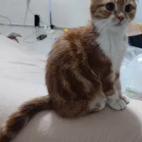 بچه گربه اسکاتیش فولد