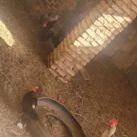 مرغو خروس فروشی