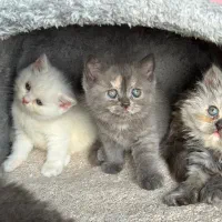 بچه گربه بریتیش مینیمال
