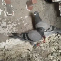 کبوتر