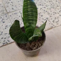 گل سانسوریا پا کوتاه