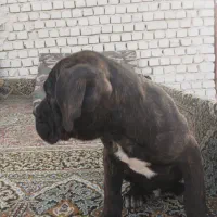 کنکورسو|سگ|اصفهان, کوی شهید کشوری|دیوار