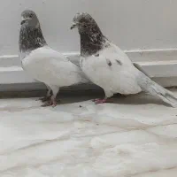 کبوتر غریب|پرنده|کوهدشت, |دیوار