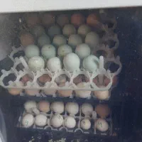 فروش تخم مرغ