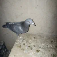 کبوتر مسافتی|پرنده|زهک, |دیوار